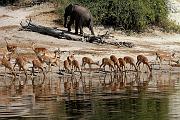 BOTSWANA Roberto e Lidia - 078